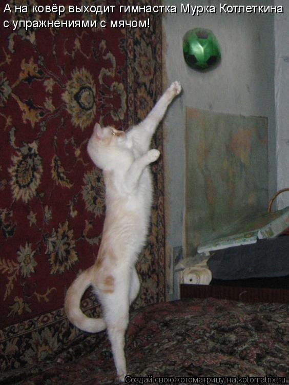 Котоматрица: А на ковёр выходит гимнастка Мурка Котлеткина с упражнениями с мячом!