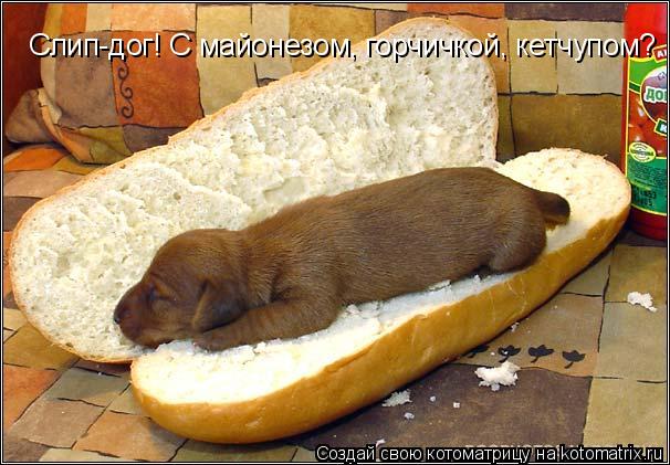 Котоматрица: Слип-дог! С майонезом, горчичкой, кетчупом?
