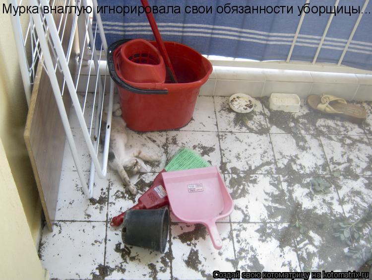 Котоматрица: Мурка внаглую игнорировала свои обязанности уборщицы...