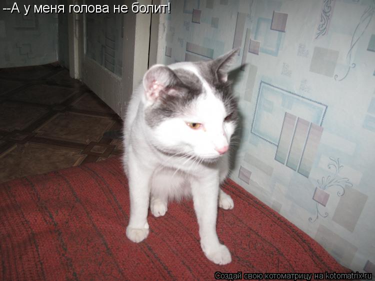 --А у меня голова не болит!... Котоматрица: --А у меня голова не болит!