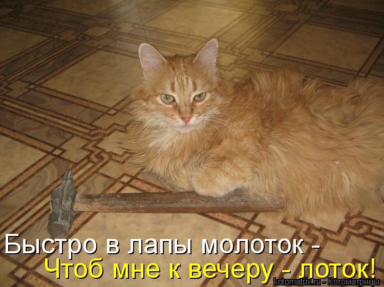 Чтоб мне к вечеру - лоток! Быстро в лапы молоток -... Котоматрица: Чтоб мне к вечеру - лоток! Быстро в лапы молоток -