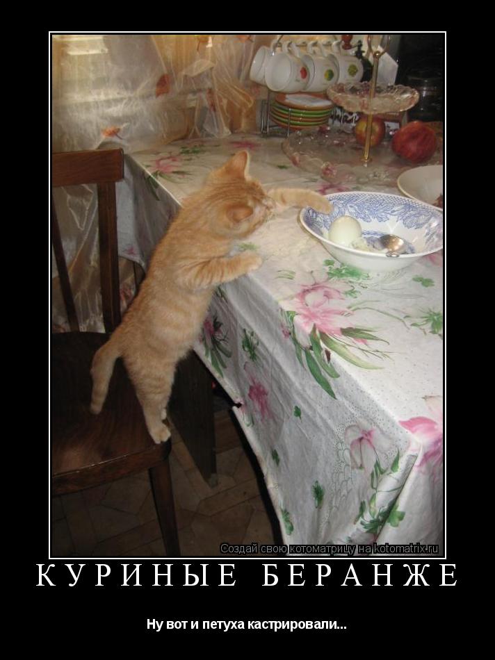 Котоматрица: Куриные Беранже Ну вот и петуха кастрировали...