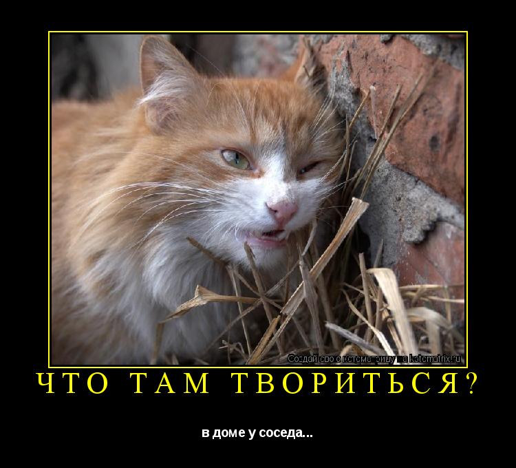 Котоматрица: что там твориться? в доме у соседа...