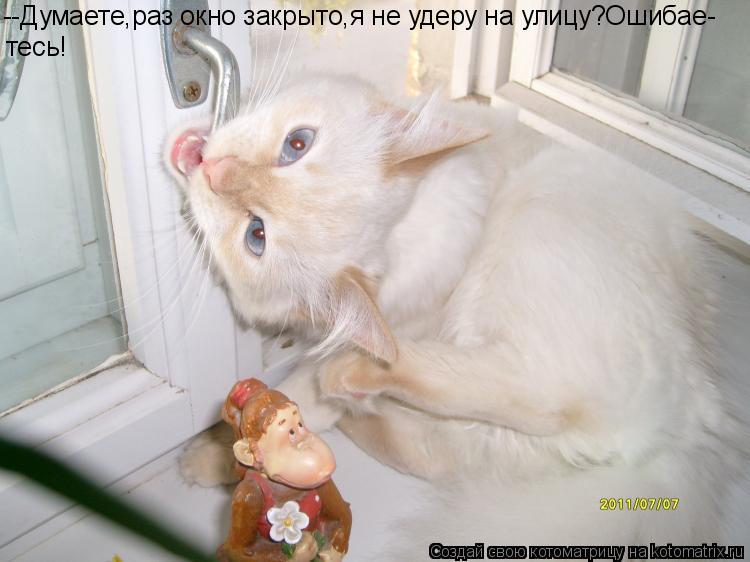 --Думаете,раз окно закрыто,я не удеру на улицу?Ошибае- тесь!... Котоматрица: --Думаете,раз окно закрыто,я не удеру на улицу?Ошибае- тесь!