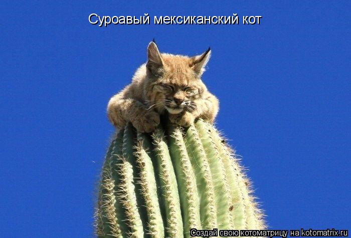 Суроавый мексиканский кот... Котоматрица: Суроавый мексиканский кот
