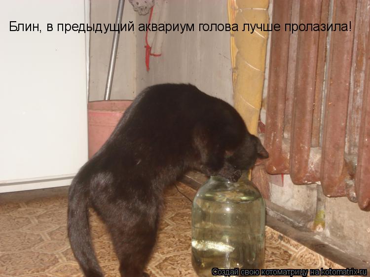 Блин, в предыдущий аквариум голова лучше пролазила!... Котоматрица: Блин, в предыдущий аквариум голова лучше пролазила!