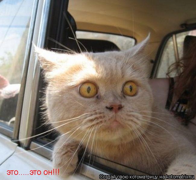 это.....это он!!!... Котоматрица: это.....это он!!!