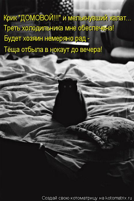 Крик "ДОМОВОЙ!!!" и мелькнувший халат... Треть холодильника мне обеспечена! Будет хозяин немеряно рад... Котоматрица: Крик "ДОМОВОЙ!!!" и мелькнувший халат... Треть холодильника мне обеспечена! Будет хозяин немеряно рад - Тёща отбыла в нокаут до вечера!