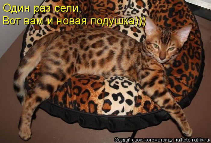 Один раз сели, Вот вам и новая подушка)))... Котоматрица: Один раз сели, Вот вам и новая подушка)))
