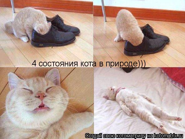 4 состояния кота в природе)))... Котоматрица: 4 состояния кота в природе)))