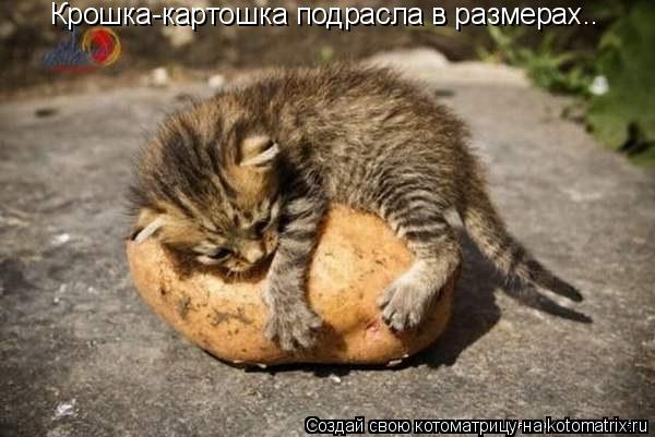 Крошка-картошка подрасла в размерах..... Котоматрица: Крошка-картошка подрасла в размерах..