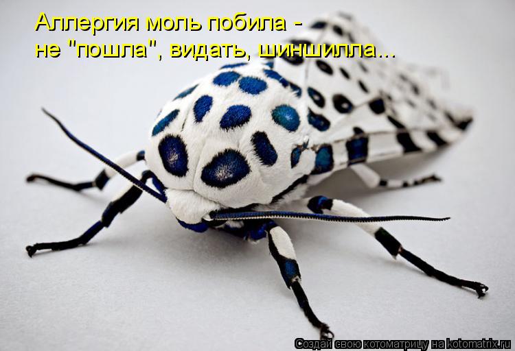Аллергия моль побила - не "пошла", видать, шиншилла...... Котоматрица: Аллергия моль побила - не "пошла", видать, шиншилла...