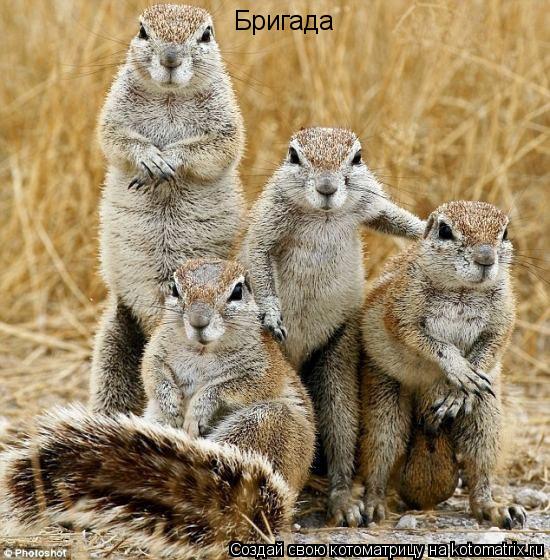 Бригада... Котоматрица: Бригада