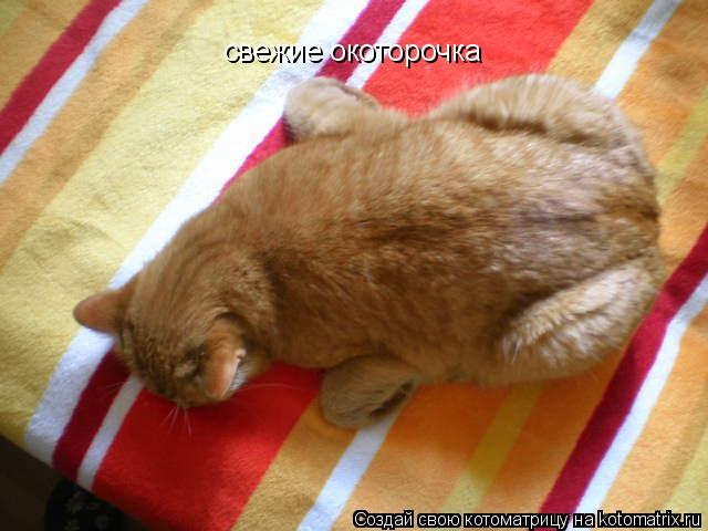 свежие окоторочка... Котоматрица: свежие окоторочка