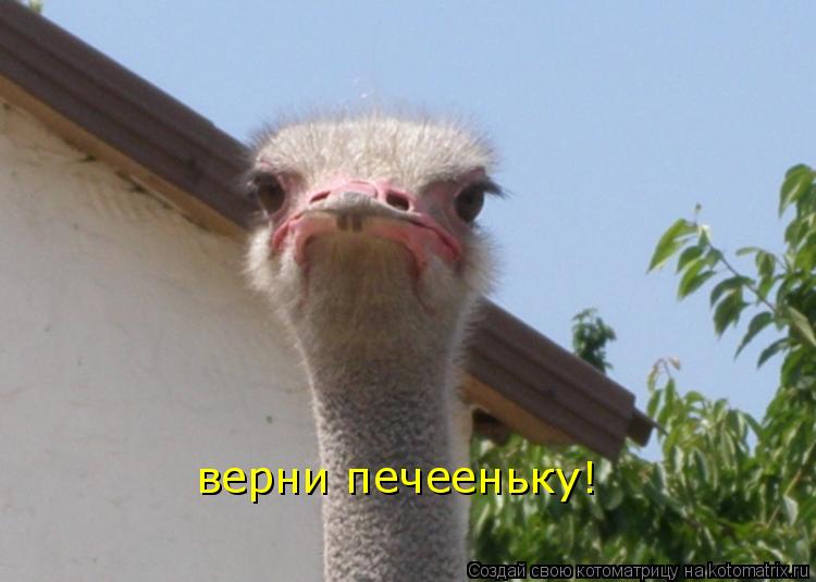 верни печееньку!... Котоматрица: верни печееньку!