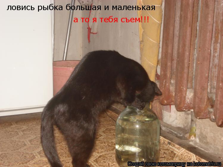 ловись рыбка большая и маленькая а то я тебя съем!!!... Котоматрица: ловись рыбка большая и маленькая а то я тебя съем!!!