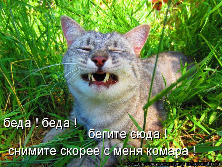 беда ! беда ! бегите сюда ! снимите скорее с меня комара !... Котоматрица: беда ! беда ! бегите сюда ! снимите скорее с меня комара !