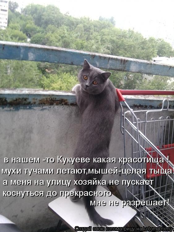 в нашем -то Кукуеве какая красотища ! мухи тучами летают,мышей-целая тыща! а меня на улицу хозяйка не... Котоматрица: в нашем -то Кукуеве какая красотища ! мухи тучами летают,мышей-целая тыща! а меня на улицу хозяйка не пускает коснуться до прекрасного мне н