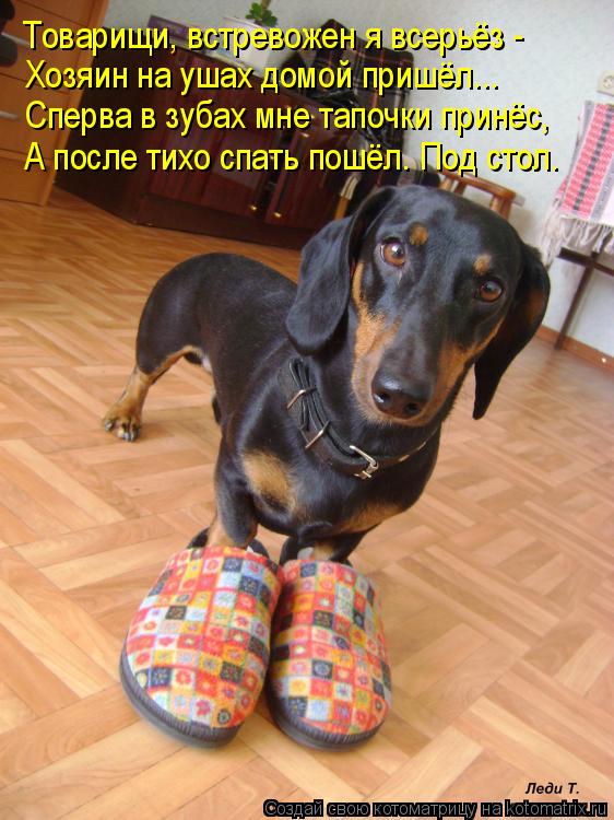 Товарищи, встревожен я всерьёз - Хозяин на ушах домой пришёл... Сперва в зубах мне тапочки принёс, А ... Котоматрица: Товарищи, встревожен я всерьёз - Хозяин на ушах домой пришёл... Сперва в зубах мне тапочки принёс, А после тихо спать пошёл. Под стол.