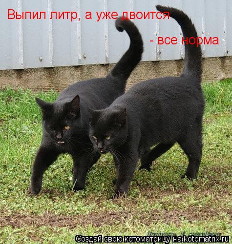 Выпил литр Выпил литр, а уже двоится - все норма... Котоматрица: Выпил литр Выпил литр, а уже двоится - все норма