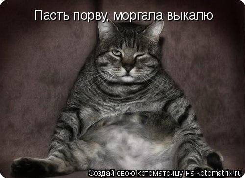 Пасть порву, моргала выкалю... Котоматрица: Пасть порву, моргала выкалю