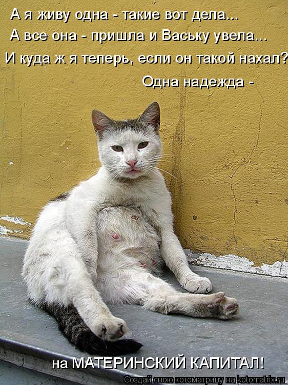 А я живу одна - такие вот дела... А все она - пришла и Ваську увела... И куда ж я теперь, если он так... Котоматрица: А я живу одна - такие вот дела... А все она - пришла и Ваську увела... И куда ж я теперь, если он такой нахал? Одна надежда - на МАТЕРИНСКИЙ КАПИТА