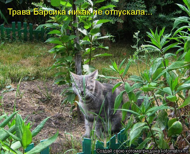 Трава Барсика никак не отпускала...... Котоматрица: Трава Барсика никак не отпускала...