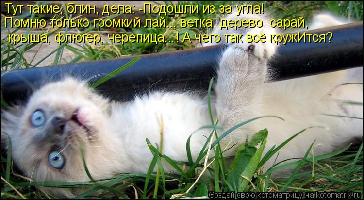 Тут такие, блин, дела: -Подошли из за угла! Помню только громкий лай.., ветка, дерево, сарай, кры... Котоматрица: Тут такие, блин, дела: -Подошли из за угла! Помню только громкий лай.., ветка, дерево, сарай, крыша, флюгер, черепица...! А чего так всё кружИтся