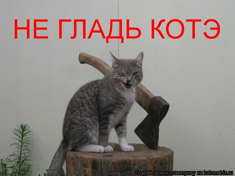 НЕ ГЛАДЬ КОТЭ... Котоматрица: НЕ ГЛАДЬ КОТЭ