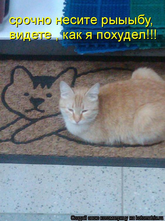 срочно несите рыыыбу, видете , как я похудел!!!... Котоматрица: срочно несите рыыыбу, видете , как я похудел!!!