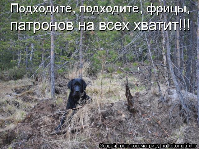 Подходите, подходите, фрицы, патронов на всех хватит!!!... Котоматрица: Подходите, подходите, фрицы, патронов на всех хватит!!!
