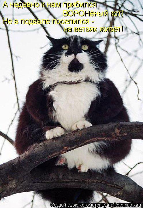 А недавно к нам прибился ВОРОНёный кот! Не в подвале поселился - на ветвях живёт!... Котоматрица: А недавно к нам прибился ВОРОНёный кот! Не в подвале поселился - на ветвях живёт!