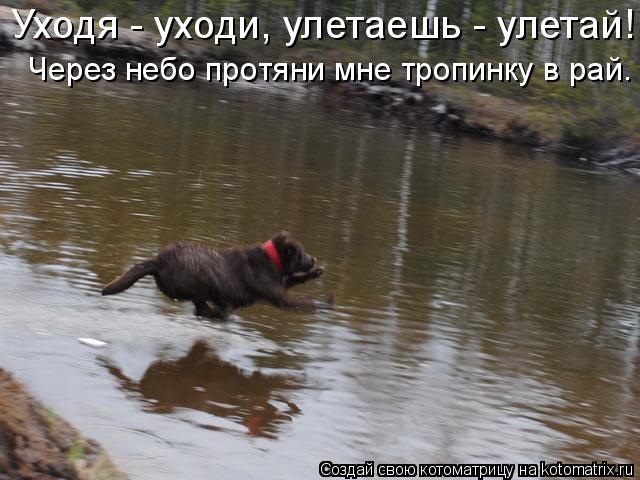 Уходя - уходи, улетаешь - улетай! Через небо протяни мне тропинку в рай.... Котоматрица: Уходя - уходи, улетаешь - улетай! Через небо протяни мне тропинку в рай.