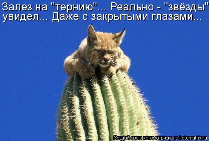 Залез на "тернию"... Реально - "звёзды" увидел... Даже с закрытыми глазами...... Котоматрица: Залез на "тернию"... Реально - "звёзды" увидел... Даже с закрытыми глазами...