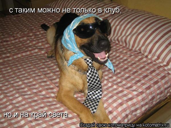 с таким можно не только в клуб, но и на край света... Котоматрица: с таким можно не только в клуб, но и на край света
