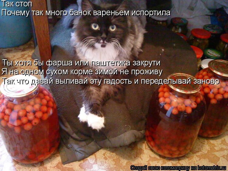 Так стоп Почему так много банок вареньем испортила Так что давай выливай эту гадость и переделывай за... Котоматрица: Так стоп Почему так много банок вареньем испортила Так что давай выливай эту гадость и переделывай заново Я на одном сухом корме зимой не п