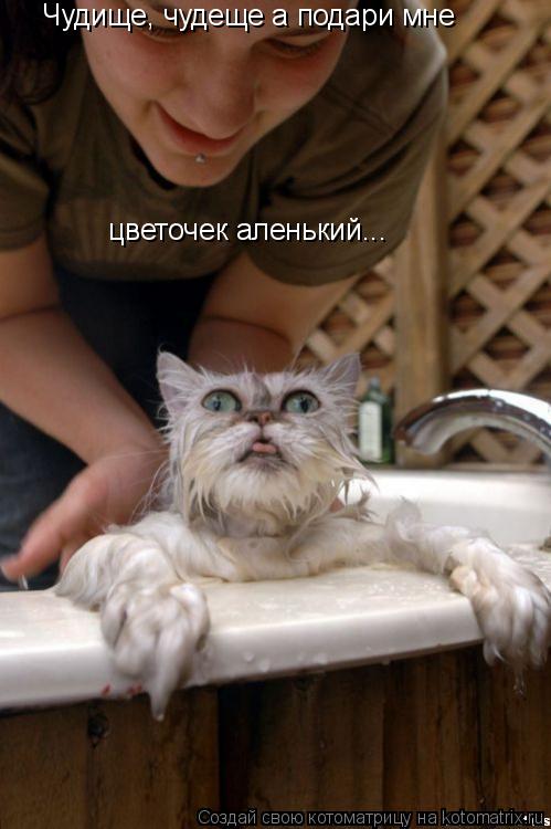 Чудище, чудеще а подари мне цветочек аленький...... Котоматрица: Чудище, чудеще а подари мне цветочек аленький...