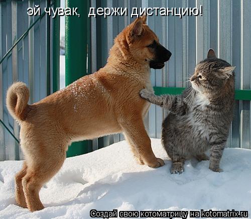 эй чувак, держи дистанцию!... Котоматрица: эй чувак, держи дистанцию!