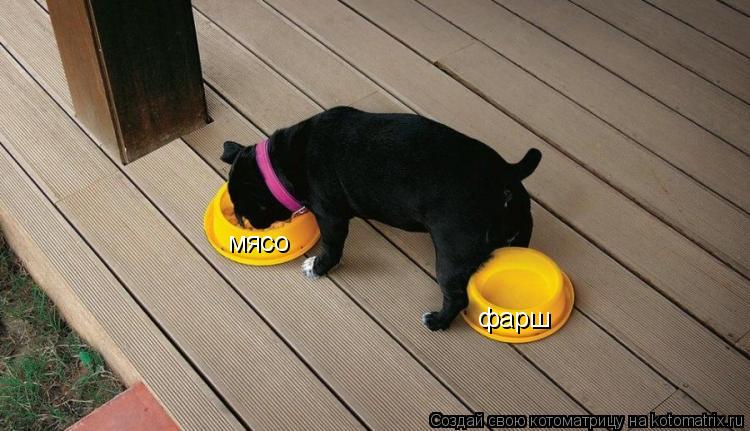 мясо фарш... Котоматрица: мясо фарш