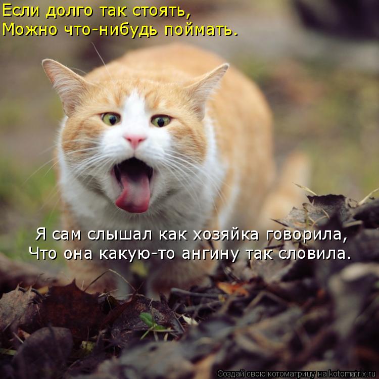 Если долго так стоять, Можно что-нибудь поймать. Я сам слышал как хозяйка говорила, Что она какую-то ... Котоматрица: Если долго так стоять, Можно что-нибудь поймать. Я сам слышал как хозяйка говорила, Что она какую-то ангину так словила.