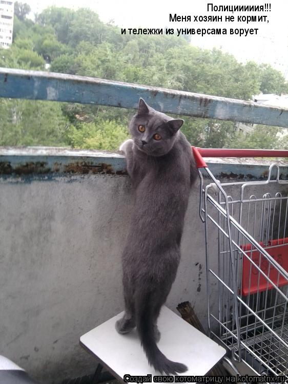 Полицииииия!!! Меня хозяин не кормит, и тележки из универсама ворует... Котоматрица: Полицииииия!!! Меня хозяин не кормит, и тележки из универсама ворует