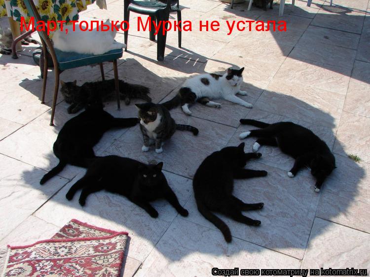 Март,только Мурка не устала... Котоматрица: Март,только Мурка не устала