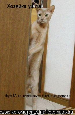 Хозяйка ушла! Фуф!А то лужа высохнуть не успела... Котоматрица: Хозяйка ушла! Фуф!А то лужа высохнуть не успела