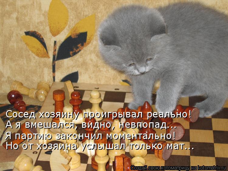 Сосед хозяину проигрывал реально! А я вмешался, видно, невпопад….. Я партию закончил моментально! Но ... Котоматрица: Сосед хозяину проигрывал реально! А я вмешался, видно, невпопад….. Я партию закончил моментально! Но от хозяина услышал только мат…..