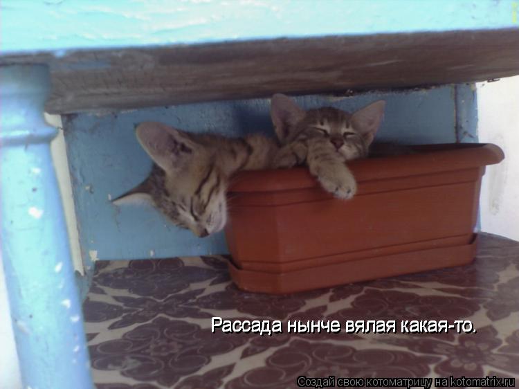 Рассада нынче вялая какая-то. Рассада нынче вялая какая-то. Рассада нынче вялая какая-то. Рассада нын... Котоматрица: Рассада нынче вялая какая-то. Рассада нынче вялая какая-то. Рассада нынче вялая какая-то. Рассада нынче вялая какая-то.