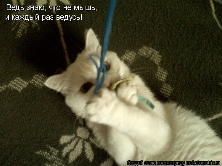 Ведь знаю, что не мышь, и каждый раз ведусь!... Котоматрица: Ведь знаю, что не мышь, и каждый раз ведусь!