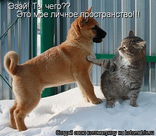 Эээй! Ты чего?? Это мое личное пространство!!!... Котоматрица: Эээй! Ты чего?? Это мое личное пространство!!!