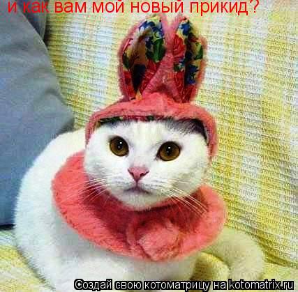 и как вам мой новый прикид?... Котоматрица: и как вам мой новый прикид?