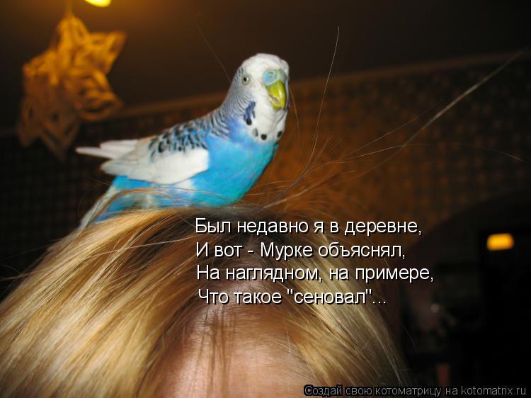 Котоматрица: Был недавно я в деревне, И вот - Мурке объяснял, На наглядном, на примере, Что такое "сеновал"...