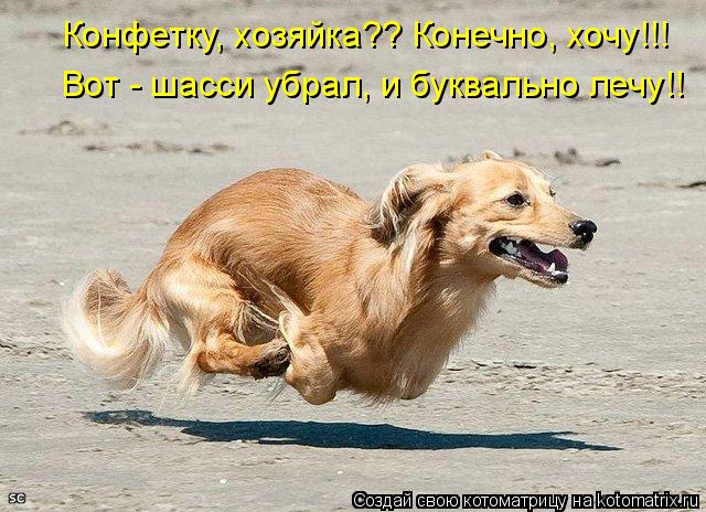Конфетку, хозяйка?? Конечно, хочу!!! Вот - шасси убрал, и буквально лечу!!... Котоматрица: Конфетку, хозяйка?? Конечно, хочу!!! Вот - шасси убрал, и буквально лечу!!